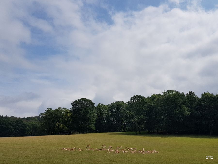 שמורת חיות הפרא האן-סור-לס